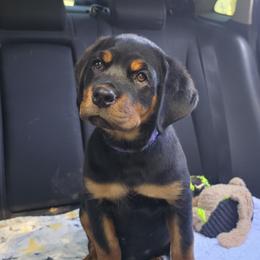 Roosevelt - Black and mahogany female Rottweiler puppy in Oregon from Hildegarde Kennels