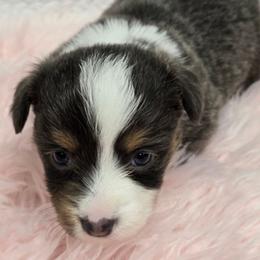 REGGIE - Gray and white male American Corgi puppy in Walker, Iowa from Double K Corgis
