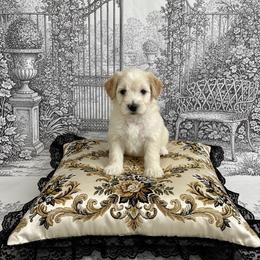 Lord Colin - Cream male Goldendoodle puppy in Moncks Corner, South Carolina from Sweetgrass Goldendoodles of Moncks Corner