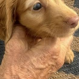 Boy 2 RANGER   long silky - Red male Dachshund puppy in Polo, Missouri from Blue Tails Farm