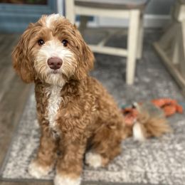 Double Doodle and Goldendoodle Puppies from Emma Lee Doodles