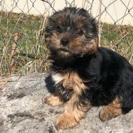 Girl 2 - Black and gold Yorkshire Terrier puppy in Marion, Indiana from Brandon's Yorkshire Terriers