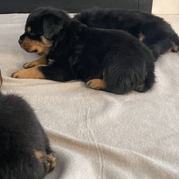 Rottweiler Puppies from Vom Allegiance Haus