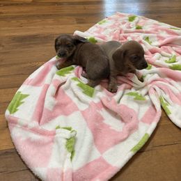 Boy 1 - Sable male Dachshund puppy in Fort White, Florida from Chrissys