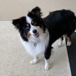 Miniature Australian Shepherd and Toy Australian Shepherd Puppies from Hochatown Awesome Aussies