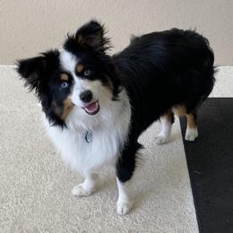Miniature Australian Shepherd and Toy Australian Shepherd Puppies from Hochatown Awesome Aussies