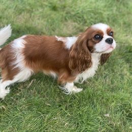 Daisy - Cavalier King Charles Spaniel