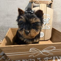 Jack - Black and gold male Yorkshire Terrier puppy in Maple Heights, Ohio from Yorkiesllc