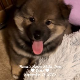 Ototo (Woolly Sesame Male) - Sesame male Shiba Inu puppy in Derby, Kansas from Heart’s Desire Shiba Inus