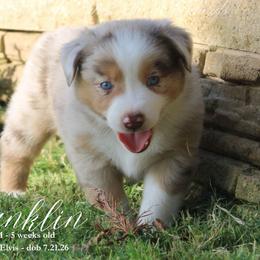 Franklin - Red merle male Miniature Australian Shepherd puppy in Grandfield, Oklahoma from Hunt Farms Australian Shepherds