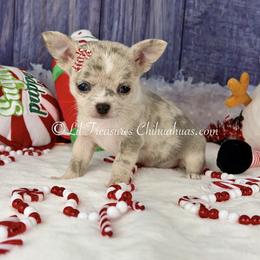 Christine - Merle female Chihuahua puppy in Anderson, South Carolina from Lil Treasures Chihuahuas