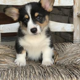 Pembroke Welsh Corgi Puppies from Nunas Corgis