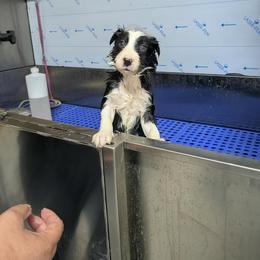 Border Collie Puppies from Stag Valley Homestead
