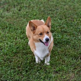 Ruger - Pembroke Welsh Corgi