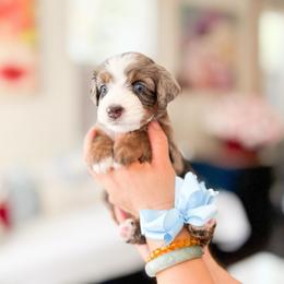 Scooby - Chocolate merle male Bernedoodle puppy in Ontario, California from Teddy Doodles & Standard Poodles