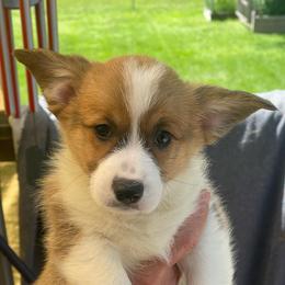 Lime Collar - Sable male Pembroke Welsh Corgi puppy in Nevada, Iowa from Rogers AKC Corgis of Iowa.