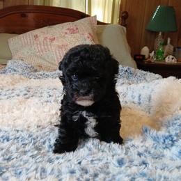 Mocha - Silver female Havapoo puppy in Blanch, North Carolina from Faithful Hearts Kennel