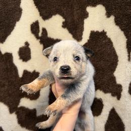 Bahia - Blue speckled female Australian Cattle Dog puppy in Rosharon, Texas from 4Surge Cattle Dogs