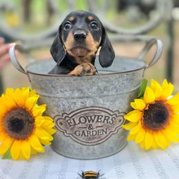 Biscuit - Black and tan male Dachshund puppy in Lady Lake, Florida from K Rae's Dachshunds