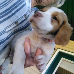 Brittany Puppies from Bear Creek Britts