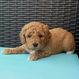 Boy 1(brown collar) - Cream male Goldendoodle puppy in Weston, Florida from Lucky's Poodle & Doodles