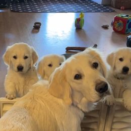 Golden Retriever Puppies from Graceful Goldens