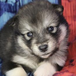 Vitta - blue, white - Agouti and white female Alaskan Malamute puppy in Independence, Virginia from New River Valley Malamutes