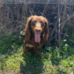 Austin - Dachshund