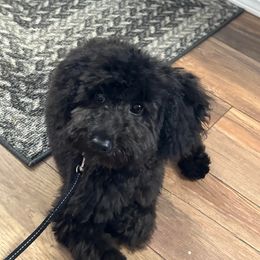 Aussiedoodle, Cavapoo, and Poodle All Grown Up from B&M Cottonwood Canines