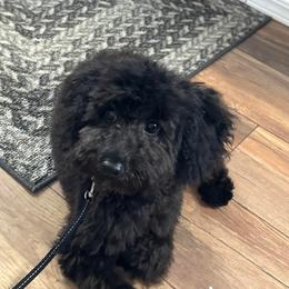 Aussiedoodle, Cavapoo, and Poodle All Grown Up from B&M Cottonwood Canines