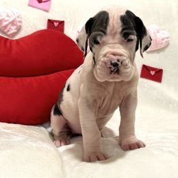 Girl 2 - Great Dane puppy from City Slicker Danes