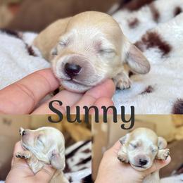 Sunny - Cream male Dachshund puppy in Hornbeck, Louisiana from A&Z Mini Dachshunds