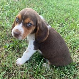 Boy 2 Black - Black and white male Beagle puppy in Crestview, Florida from Alicia's Beagles