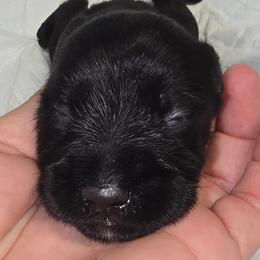 Black Boy 1 Jett - Black male Miniature Schnauzer puppy in Spring Hill, Florida from Suncoast Miniature Schnauzers
