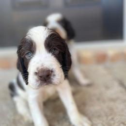 English Springer Spaniel Puppies from Southbend Springers