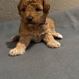 Purple collar - Cream female Poodle puppy in Fredericktown, Missouri from Ellie & Co. Doodles and Poodles