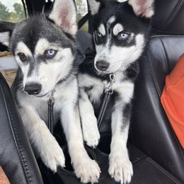 Pomsky Puppies from Allis Palace Pomskies