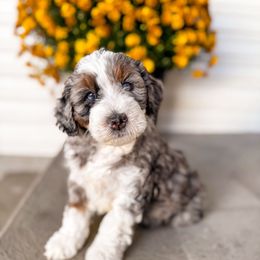 Amber - Merle female Bernedoodle puppy in Ammon, Idaho from Little Stone Bernedoodles