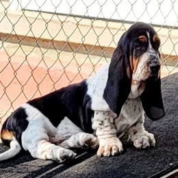 Basset Hound Puppies from Double Branch Basset Hounds