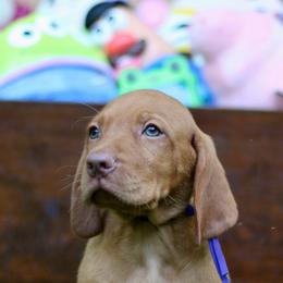 Buzz - Golden rust male Vizsla puppy in Bloomington, Indiana from Envizion