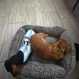 Dachshund puppies from Short Stack Miniature Dachshunds