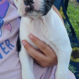 Boston Terriers from Virginia Colored Boston Terriers