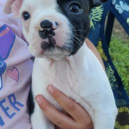 Boston Terriers from Virginia Colored Boston Terriers