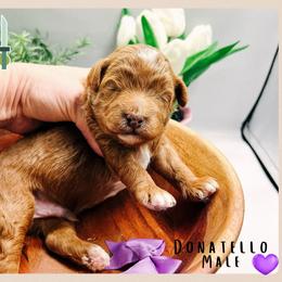 Donatello - Red  male Goldendoodle puppy in Hilton, New York from The House of Goldendoodle