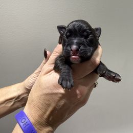 Girl 2 - Brindle female Boxer puppy in Jamesville, New York from Reynolds Homestead Boxers