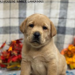 Green collar - Yellow male Labrador Retriever puppy in Beaverdam, Virginia from Riverside Sunset Labrador Retrievers