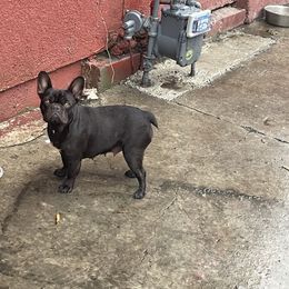 Pepper - French Bulldog