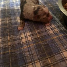 Red turquoise - Red merle male Australian Shepherd puppy in Lynnville, Indiana from Moonlightaussies