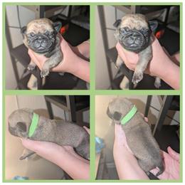 Leo - Fawn male Pug puppy in Winter Haven, Florida from Lisa's Pugalicious Pugs