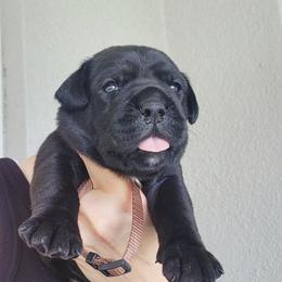Mr. Brown - Black male Cane Corso puppy in Palm Coast, Florida from Northgold Cane Corso